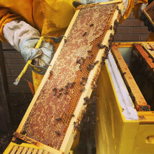 Load image into Gallery viewer, Colorado Honeycomb